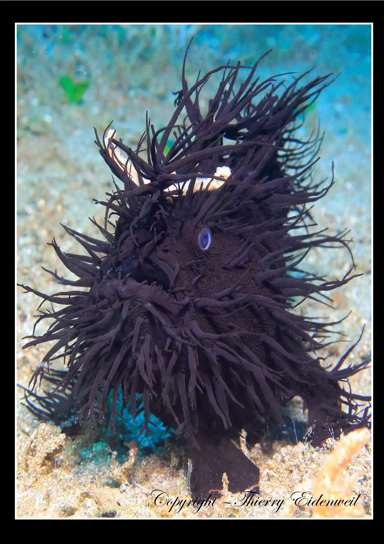 Anilao Macro Dive Media Highlight